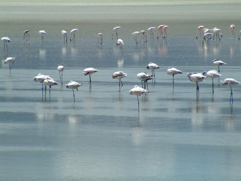 12-Flamingos in Lake Magadi.jpg - Flamingos in Lake Magadi